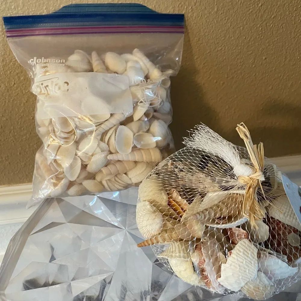 Seashell Lot